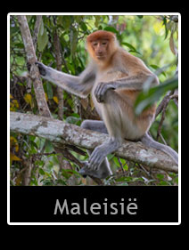 Maleisi