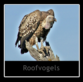 Roofvogels
