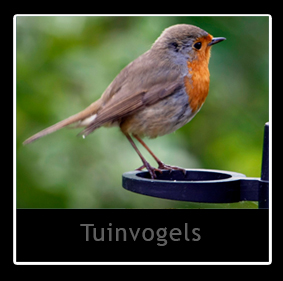 Tuinvogels